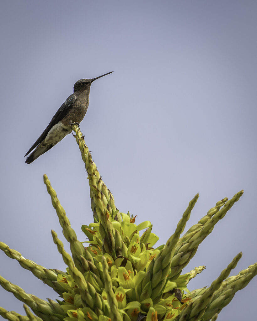 Giant Hummingbird (Patagona gigas) on Puya (Puya chilensis). Credits Chile Birds.