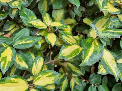 The Limelight cultivar has variegated yellow and light green leaves.