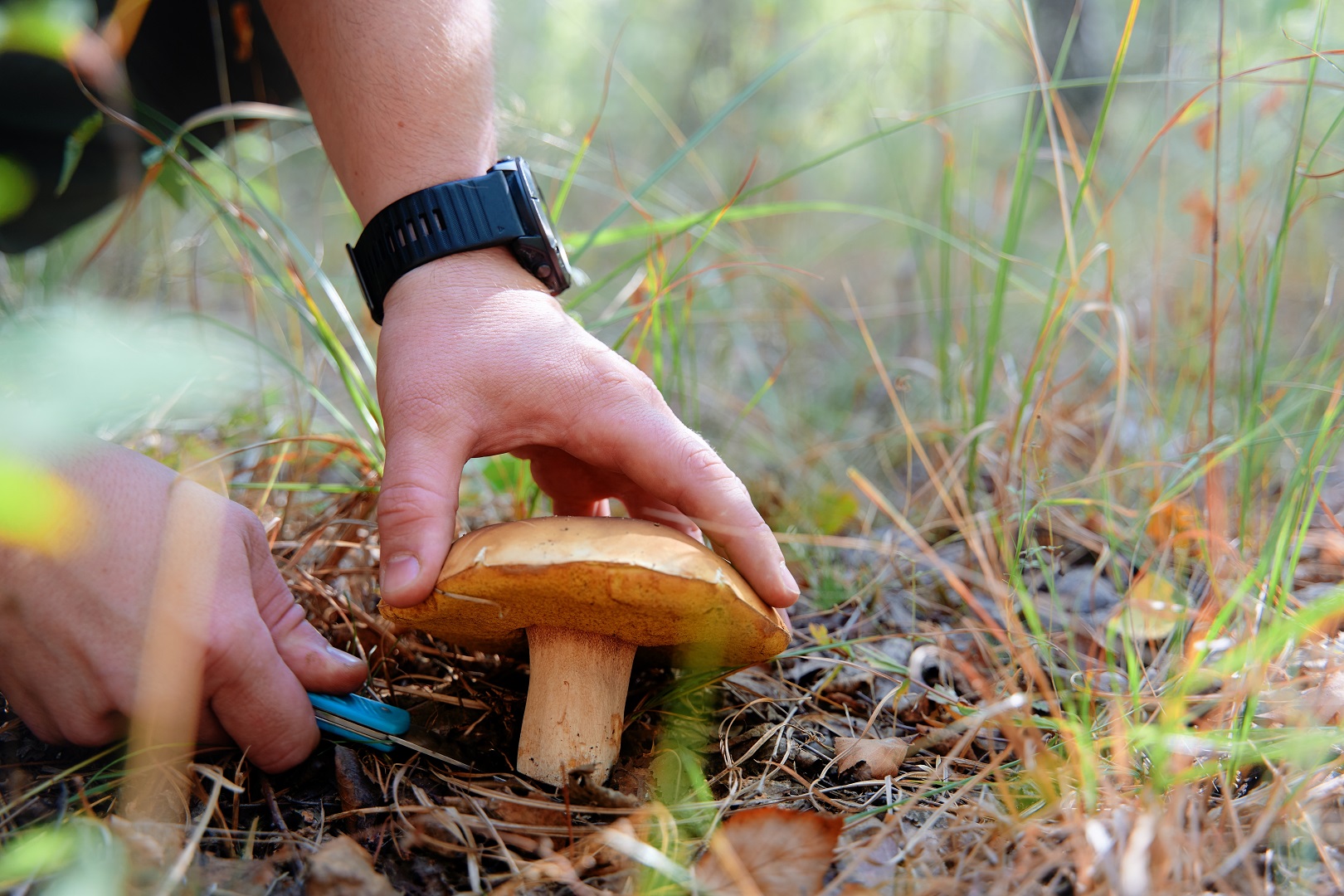 Fall superfoods: what you should include in your diet this season