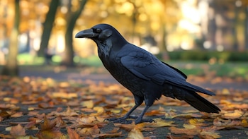 It is believed that crows are bearers of bad news or a symbol of betrayal (Illustrative Image Infobae)