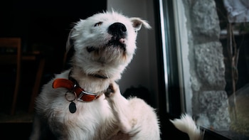 Pet owners face the challenge of fighting fleas and ticks, parasites that feed on the blood of animals and can cause serious illnesses (Getty)