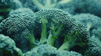 Sulforaphane is an ingredient found in broccoli and is linked to protection against cancer (Illustrative Image Infobae)